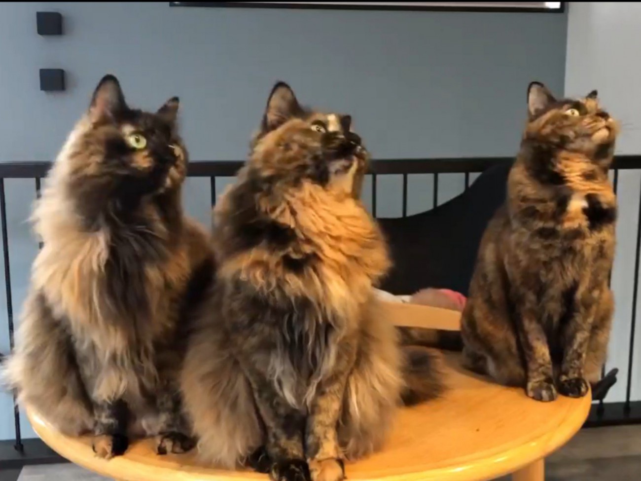 左を向く3匹のサビ猫