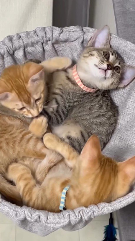 ハンモックでくつろぐ3頭の子猫