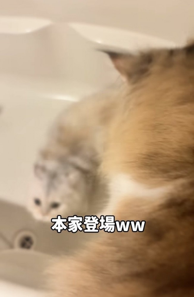 バスタブの縁に乗る妹ミヌエットとバスタブから逃げる姉ミヌエット