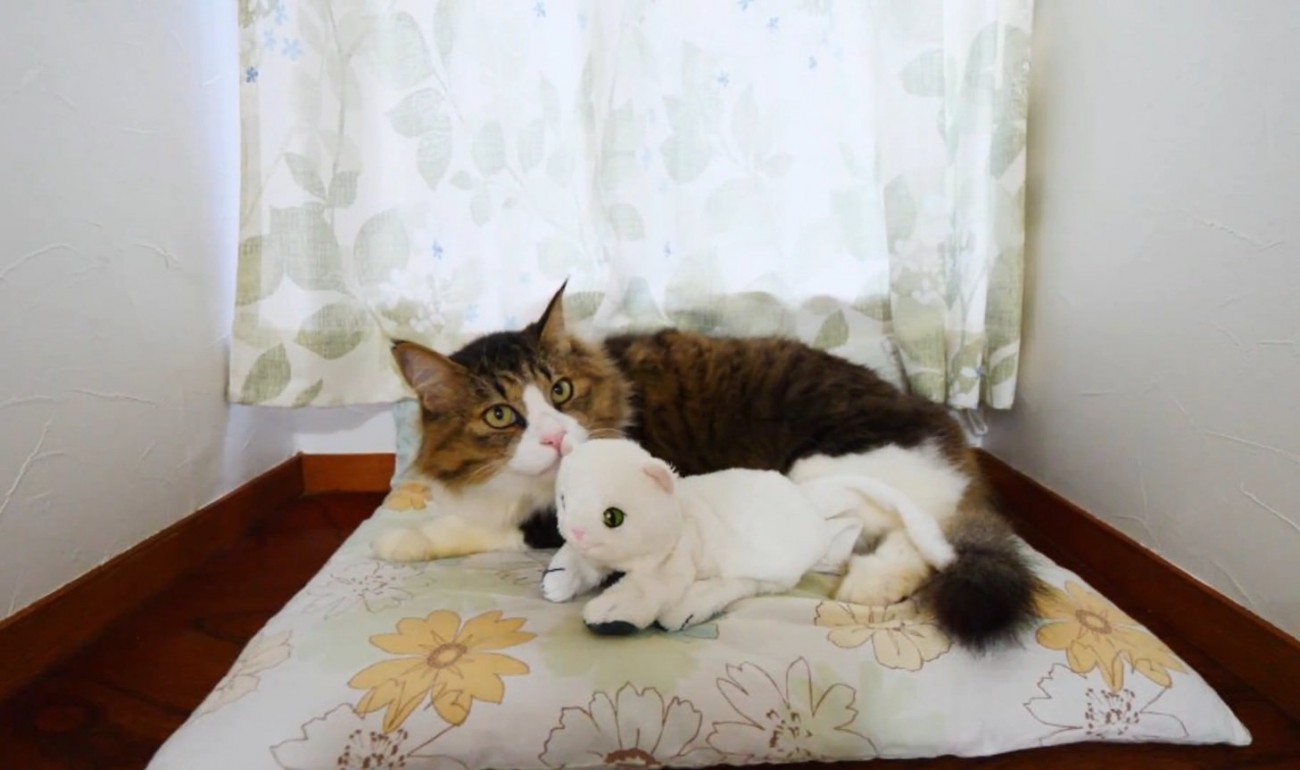 上目遣いの猫