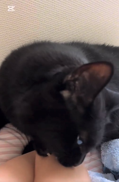 飼い主の腕に噛みついている猫