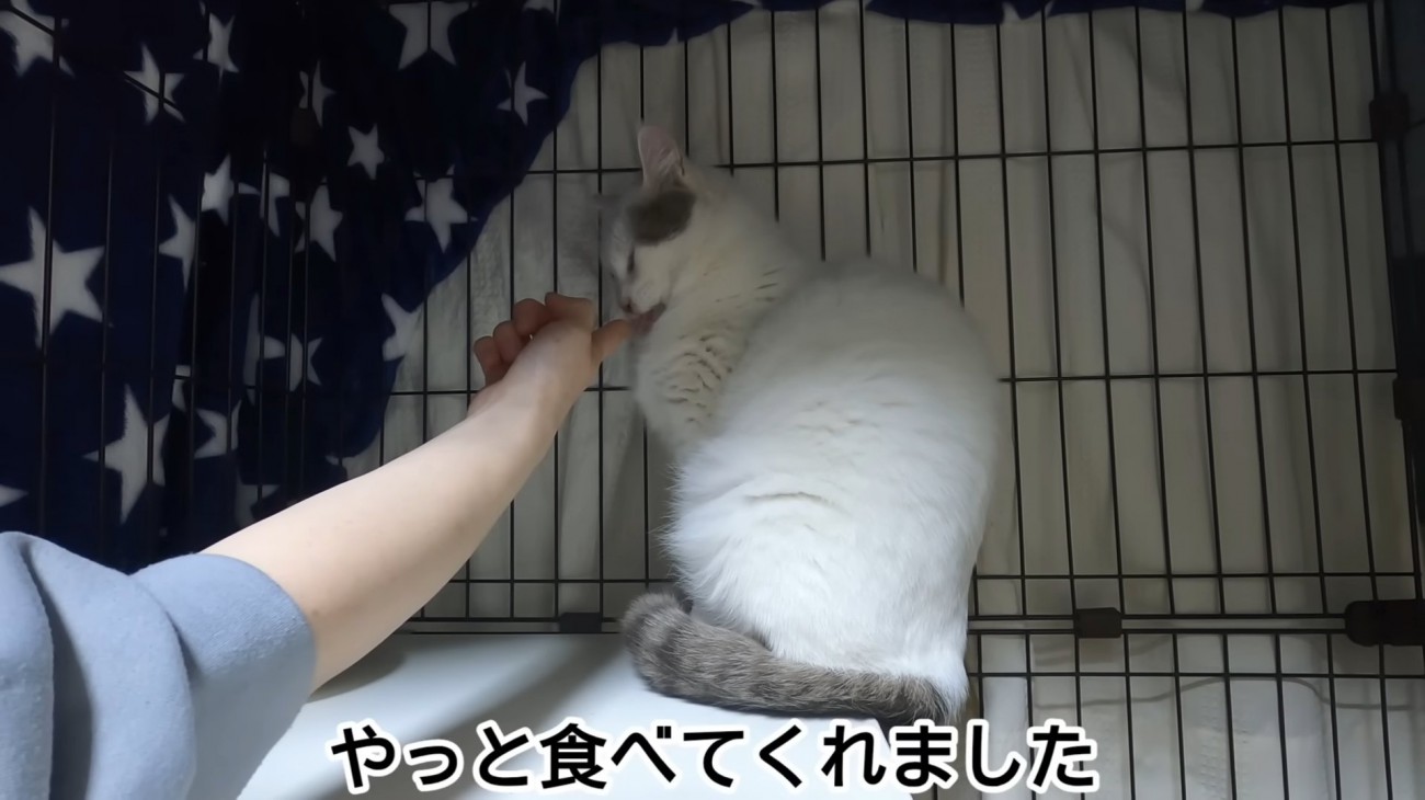 人の手からおやつを食べる猫