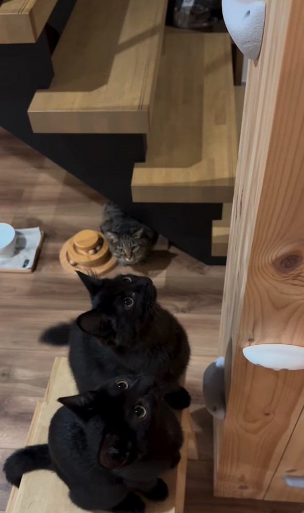 興味津々に見上げる子猫たち