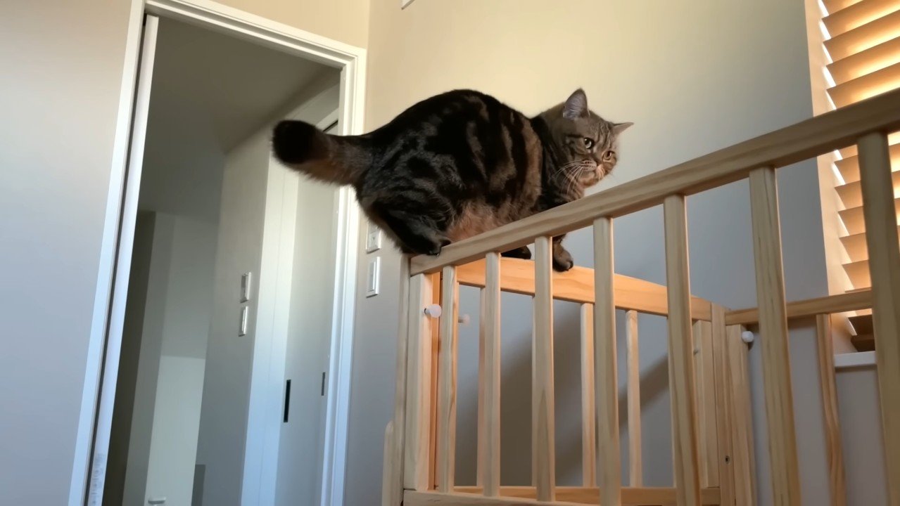 柵の上を歩くメルくん