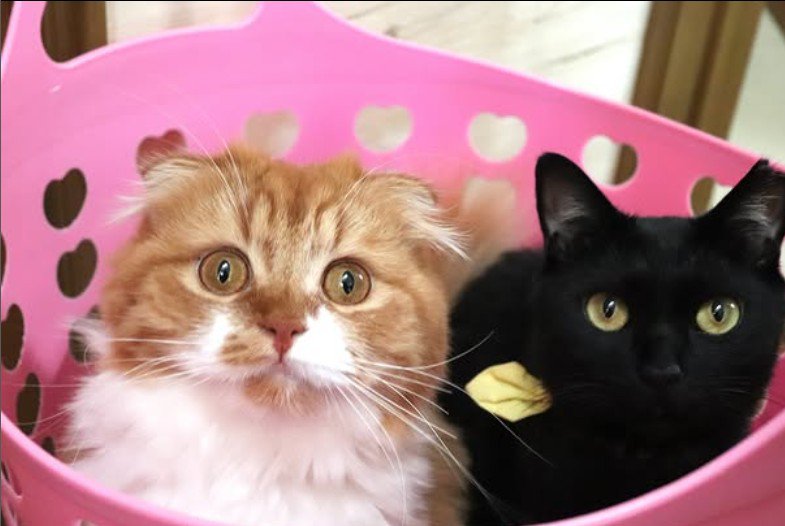 籠の中に入っている猫