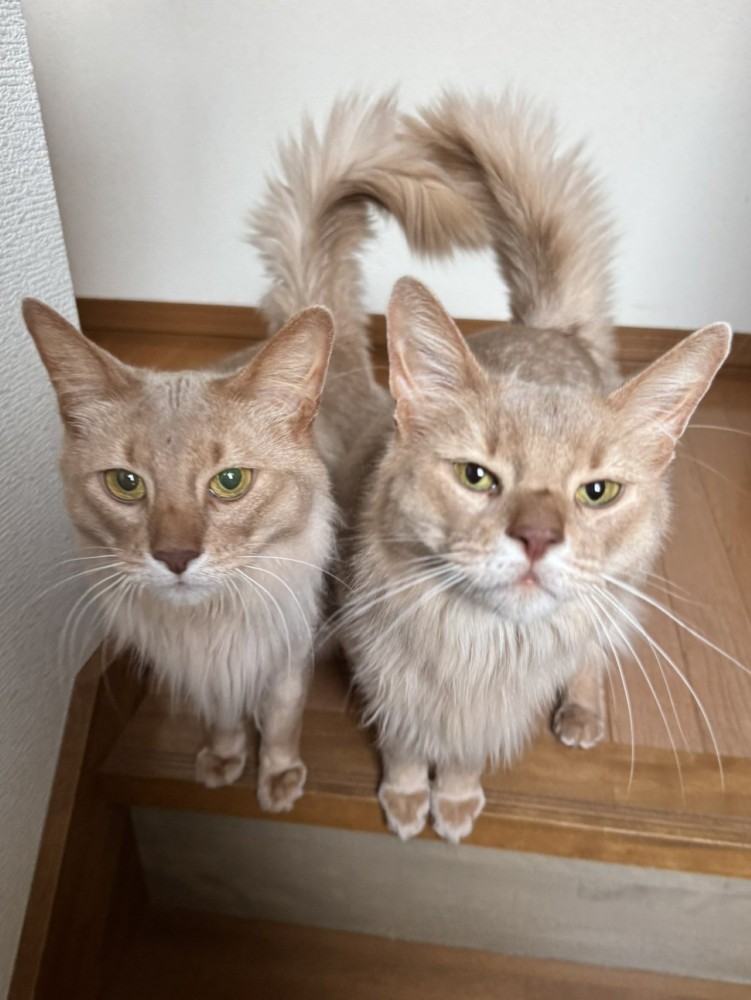 飼い主をジッと見つめる2匹のソマリ