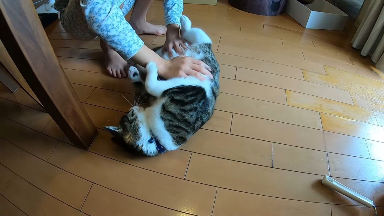 お腹をわしゃわしゃ