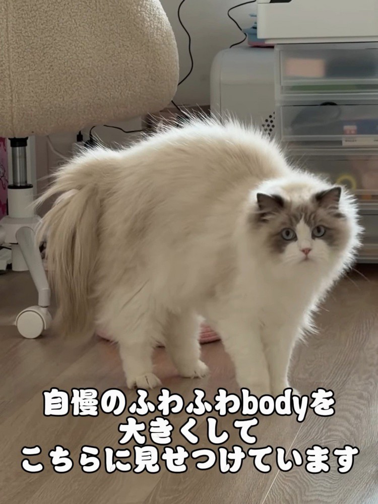 やんのかポーズの猫
