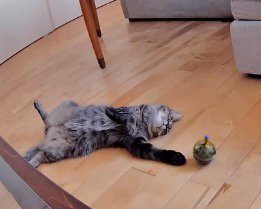 おもちゃのある方に前足を伸ばす猫