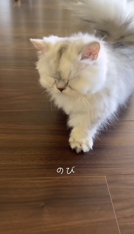 前足を伸ばす子猫