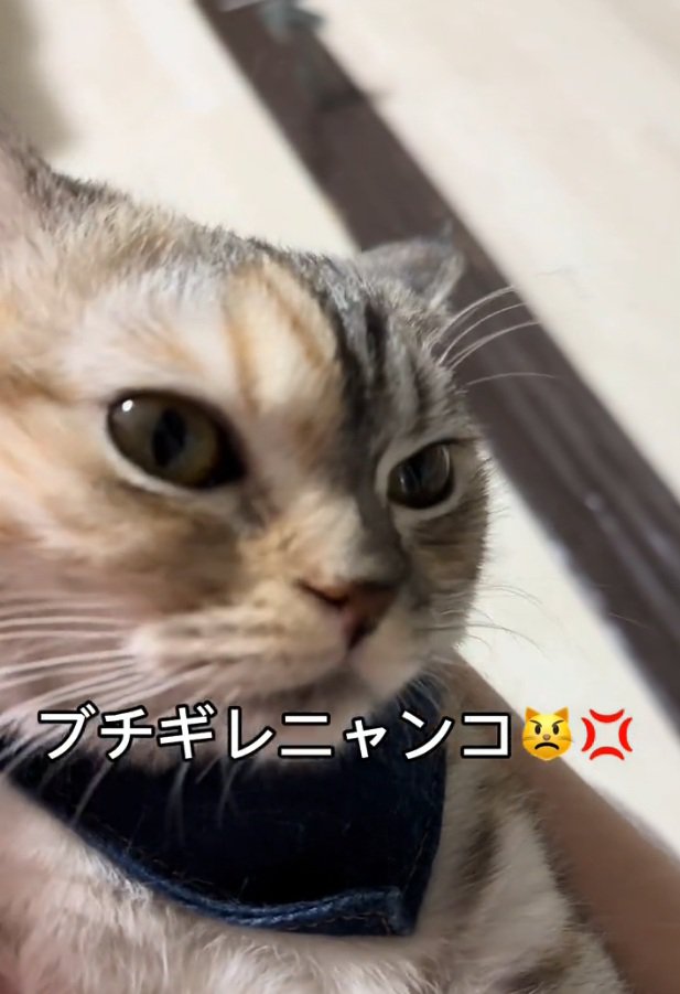 睨む猫