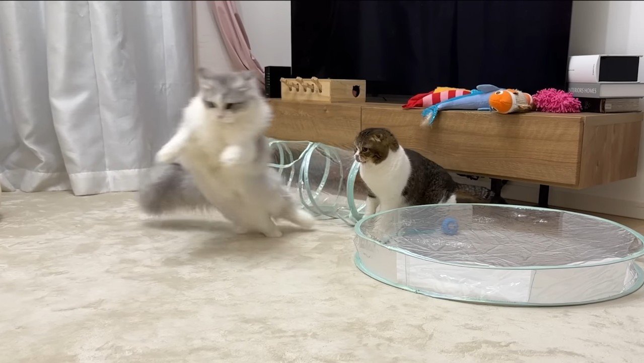 子猫