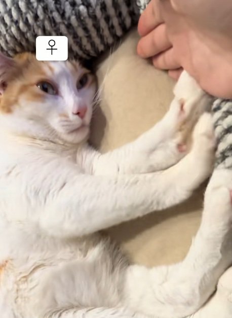 ベッドの中で変顔になる猫