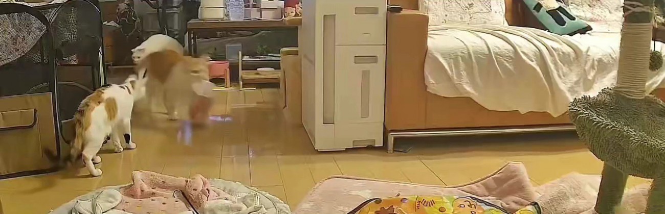 キッチンから出てくる猫たち