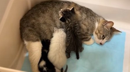 段ボールの中で子猫にお乳をのませる親猫