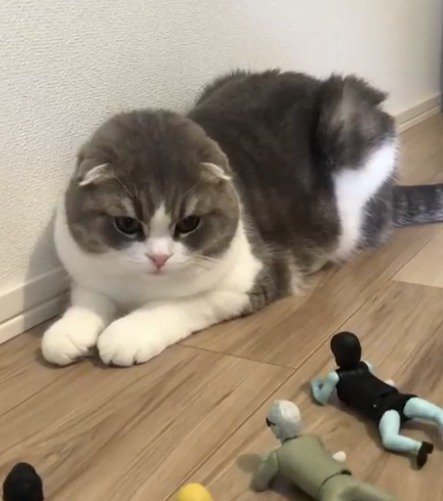 ゾンビのおもちゃを見つめる猫