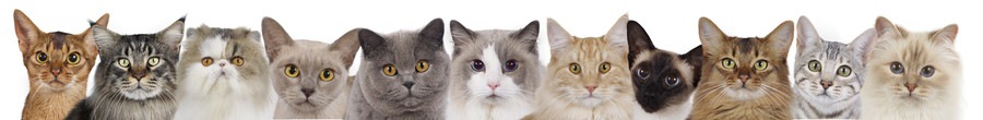 性格からみた猫の種類や特徴、その飼い方
