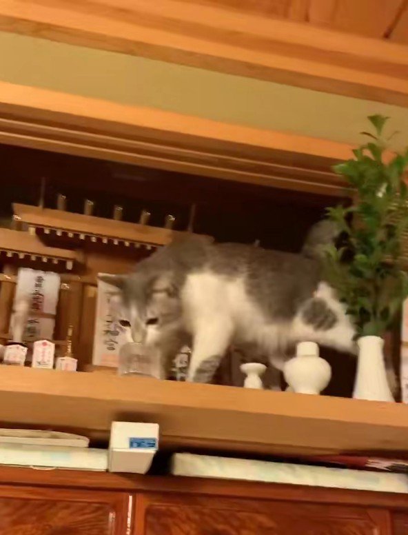 神棚の水を飲む猫