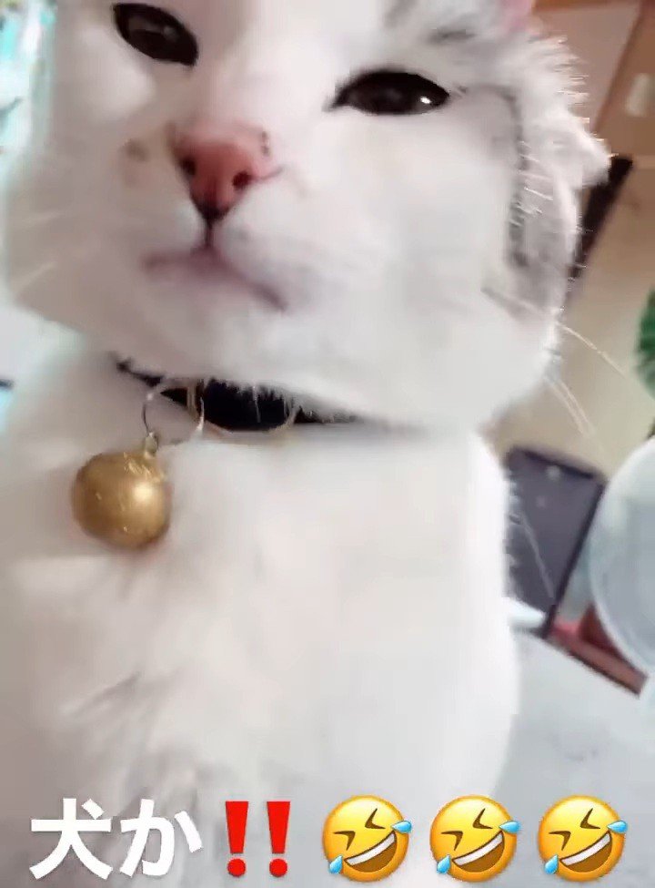 目を細める猫