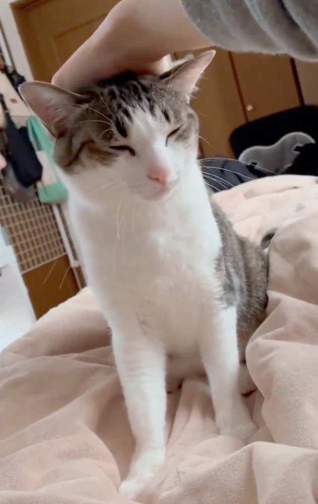 頭が下がっていく猫