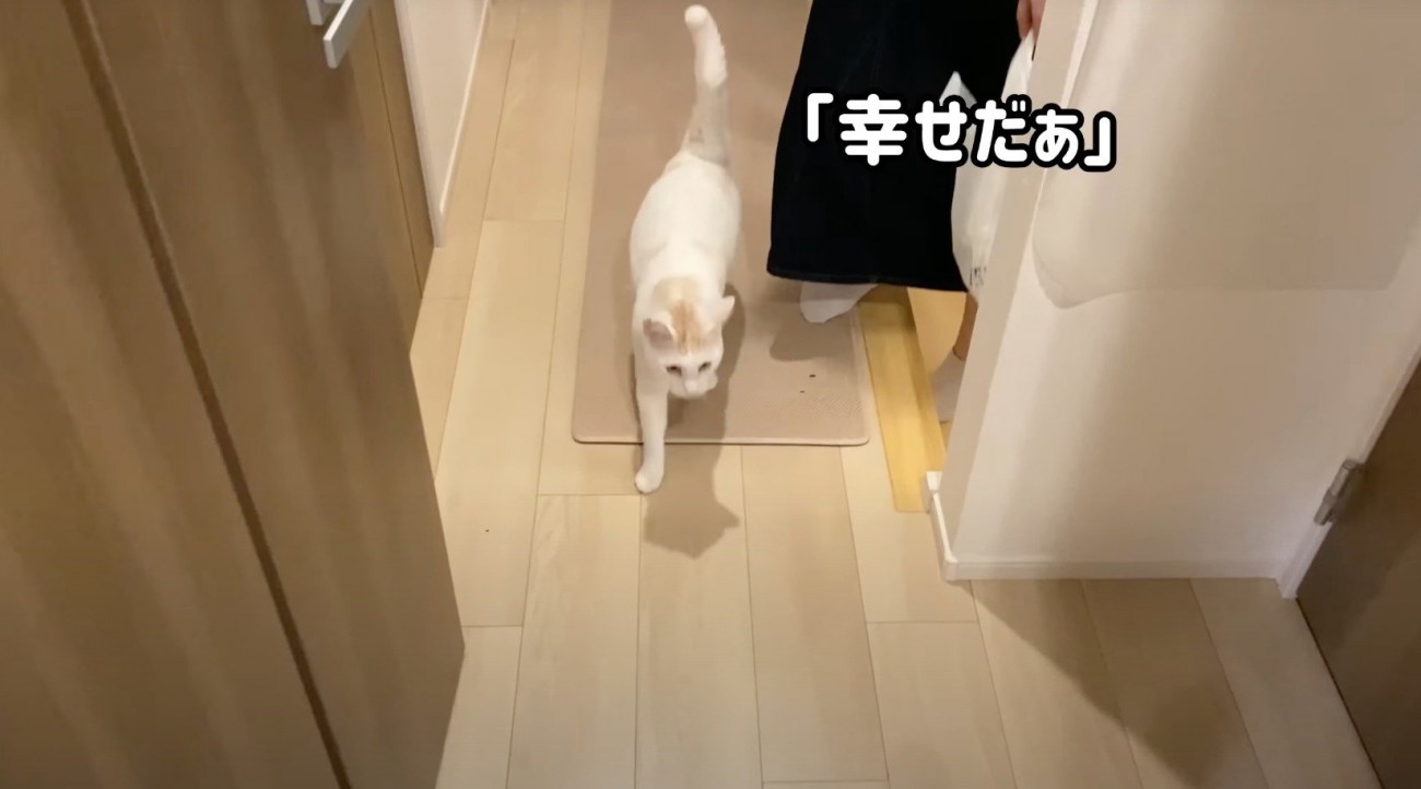 白い猫の後ろをついていく女性