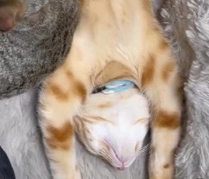 仰向けの猫の顎