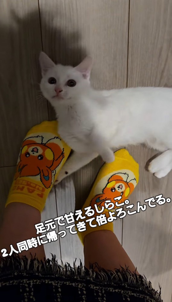 寝転がって飼い主を見上げる子猫