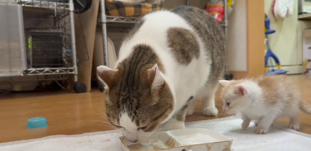 成猫が皿から食べている