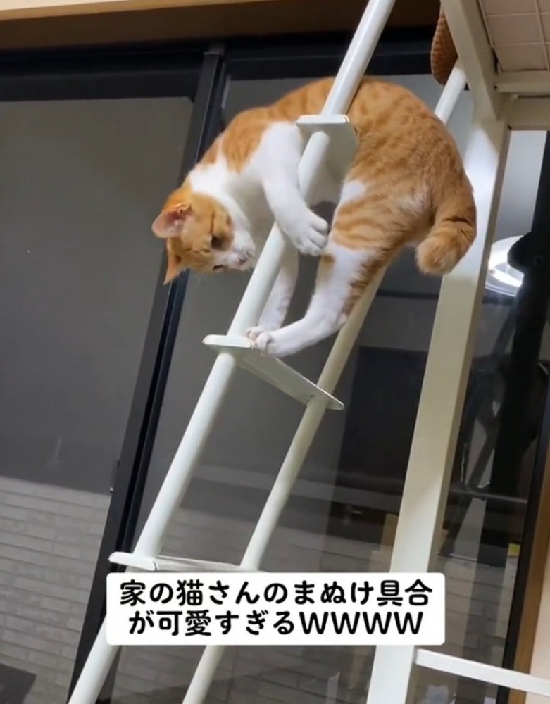 戸惑う猫