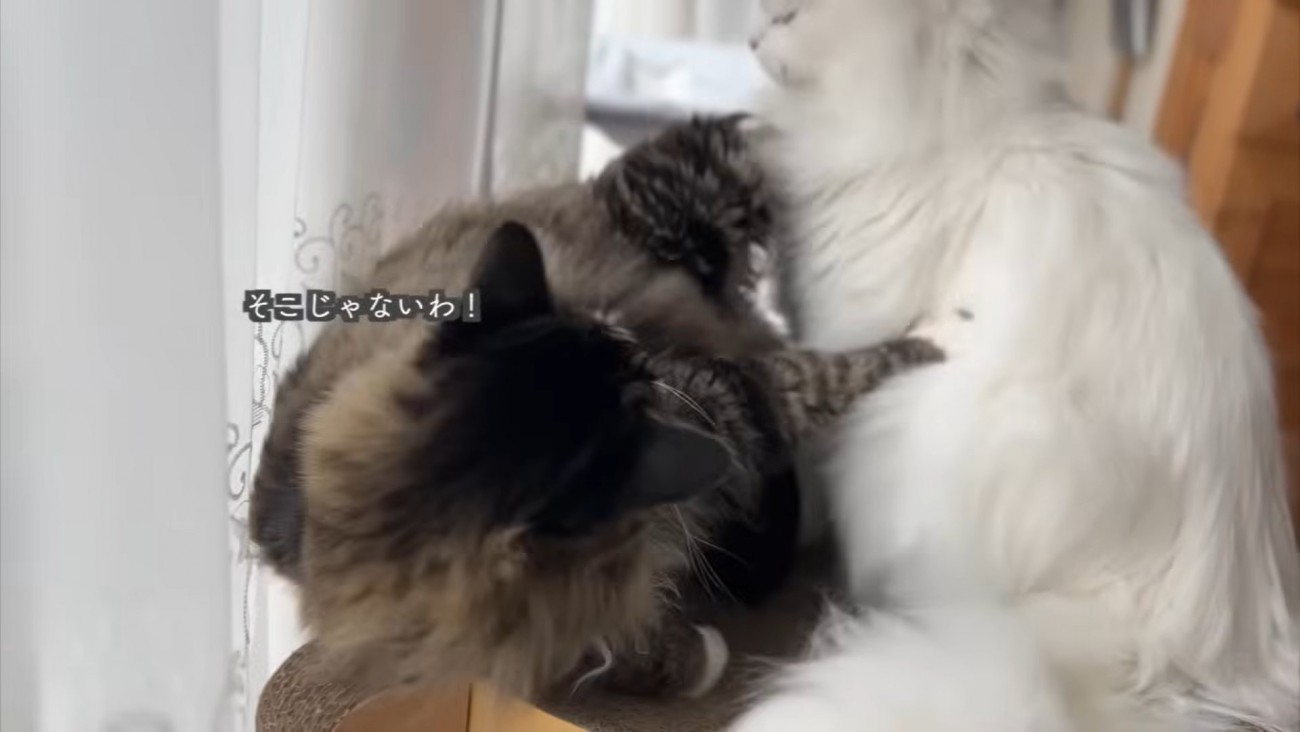 テロップ「そこじゃないわ！」