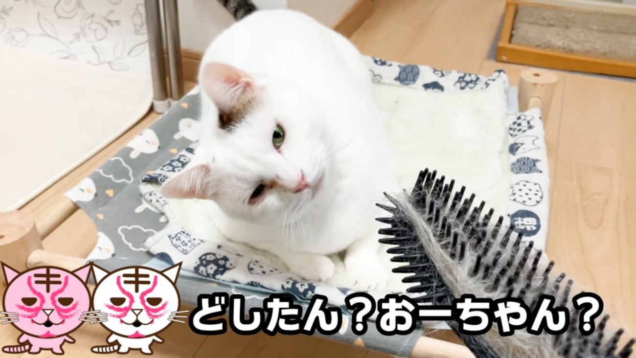 傾げる猫