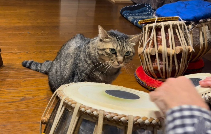 走り去る直前の猫