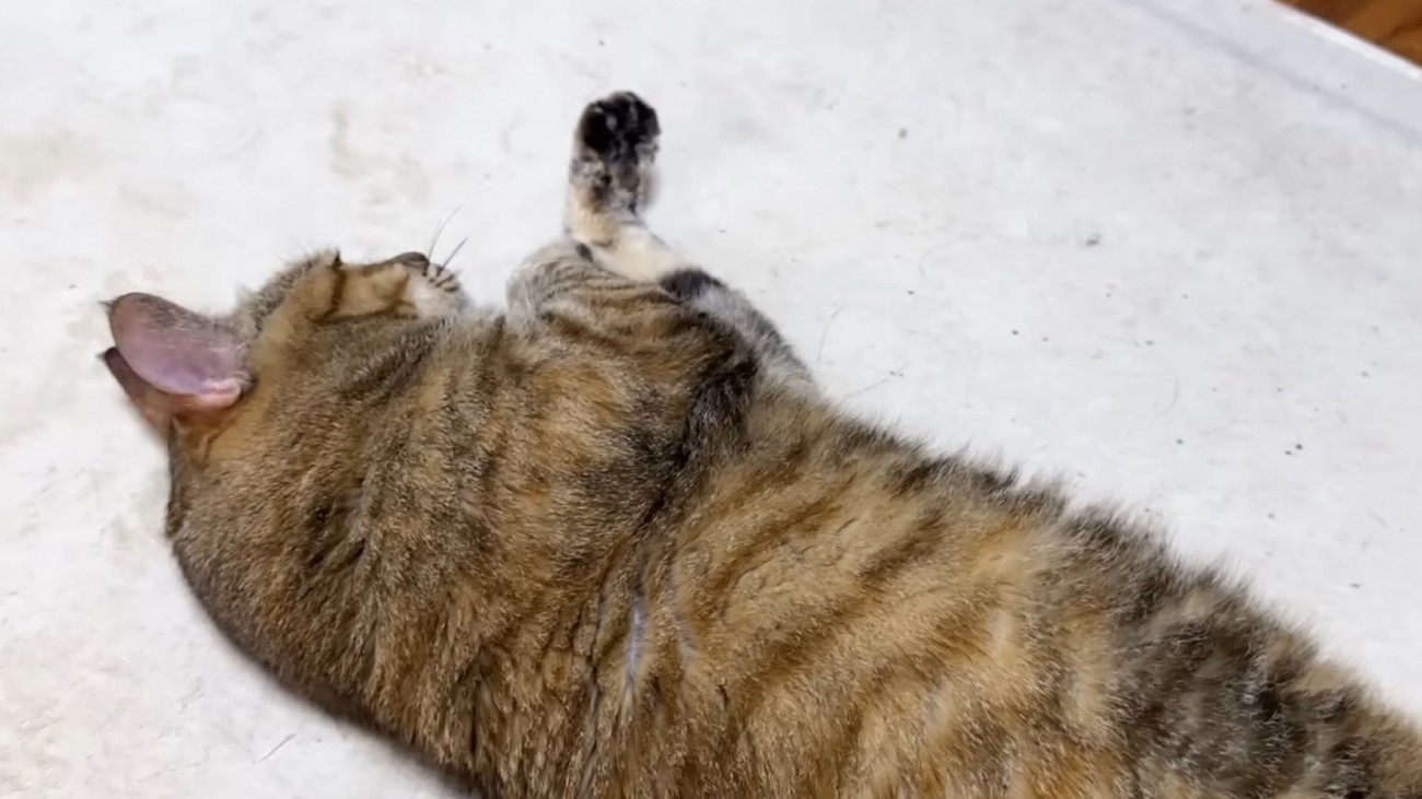 カーペットにすりすりする麦わら猫