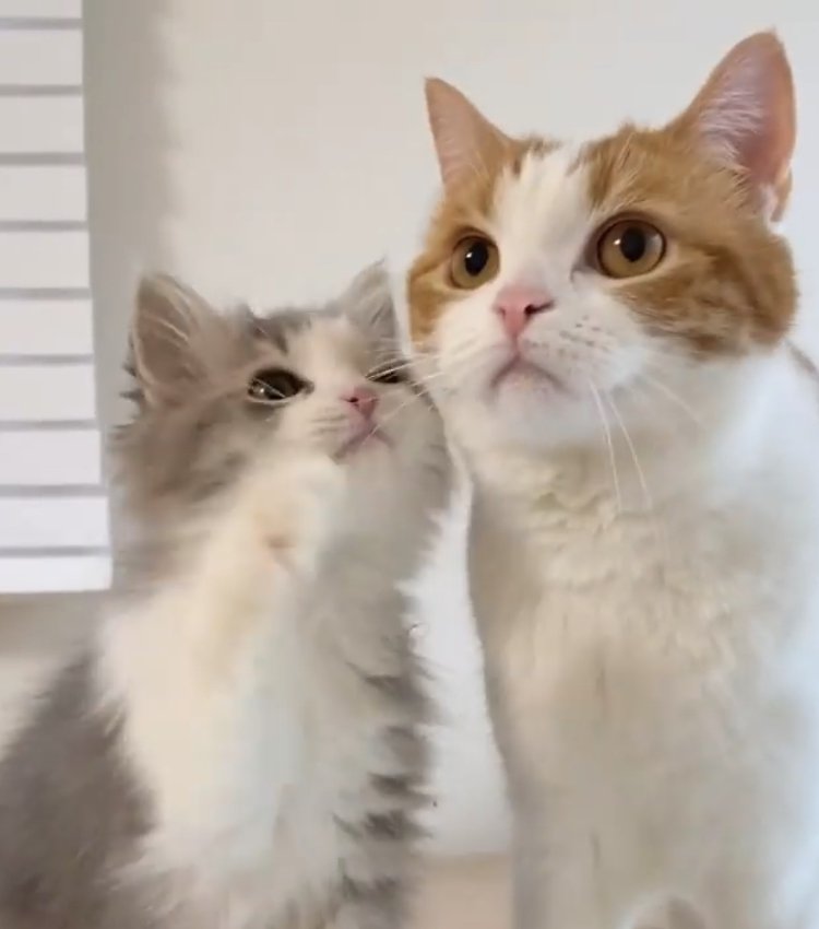 並んでお座りをしている子猫と成猫