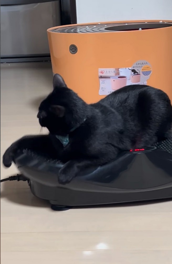 ブルブルマシンに乗る黒猫4