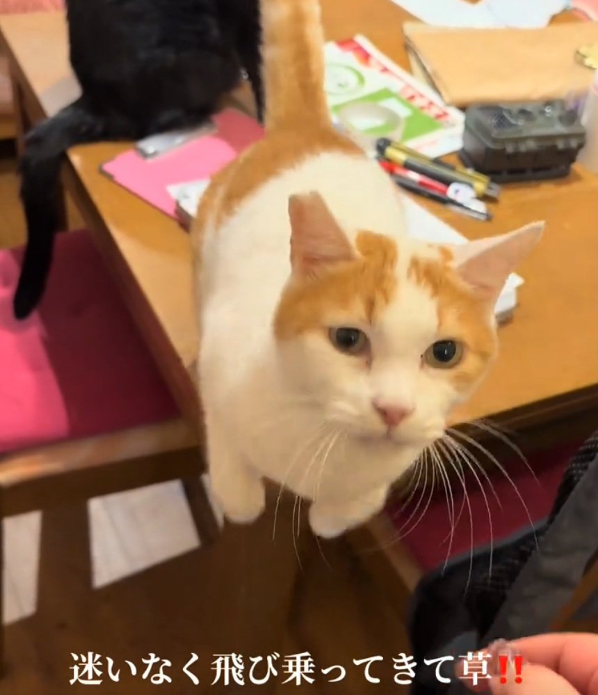 ジャンプする猫