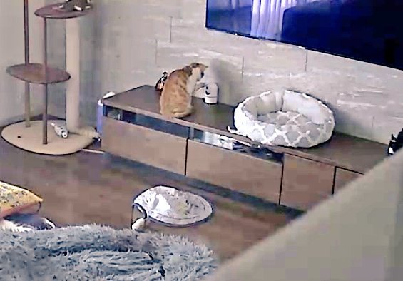 ペットカメラを見ている猫の後ろ姿
