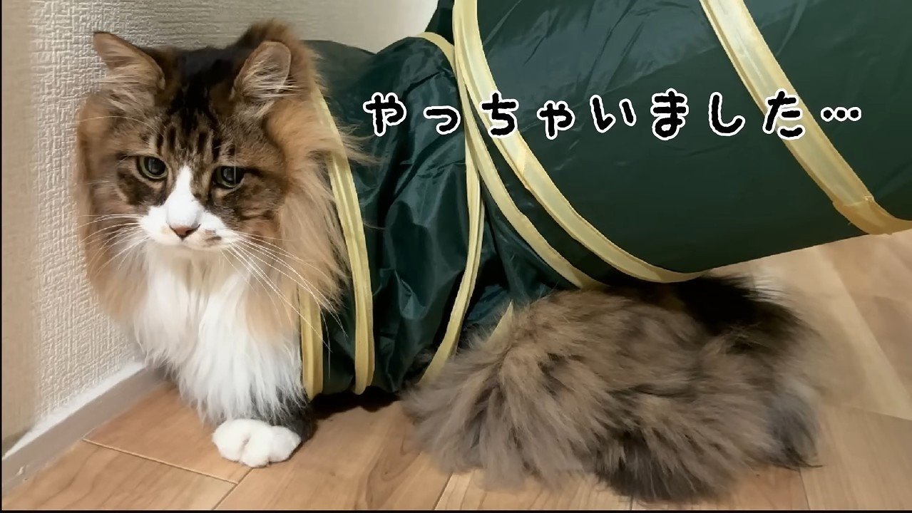 やっちゃいました…