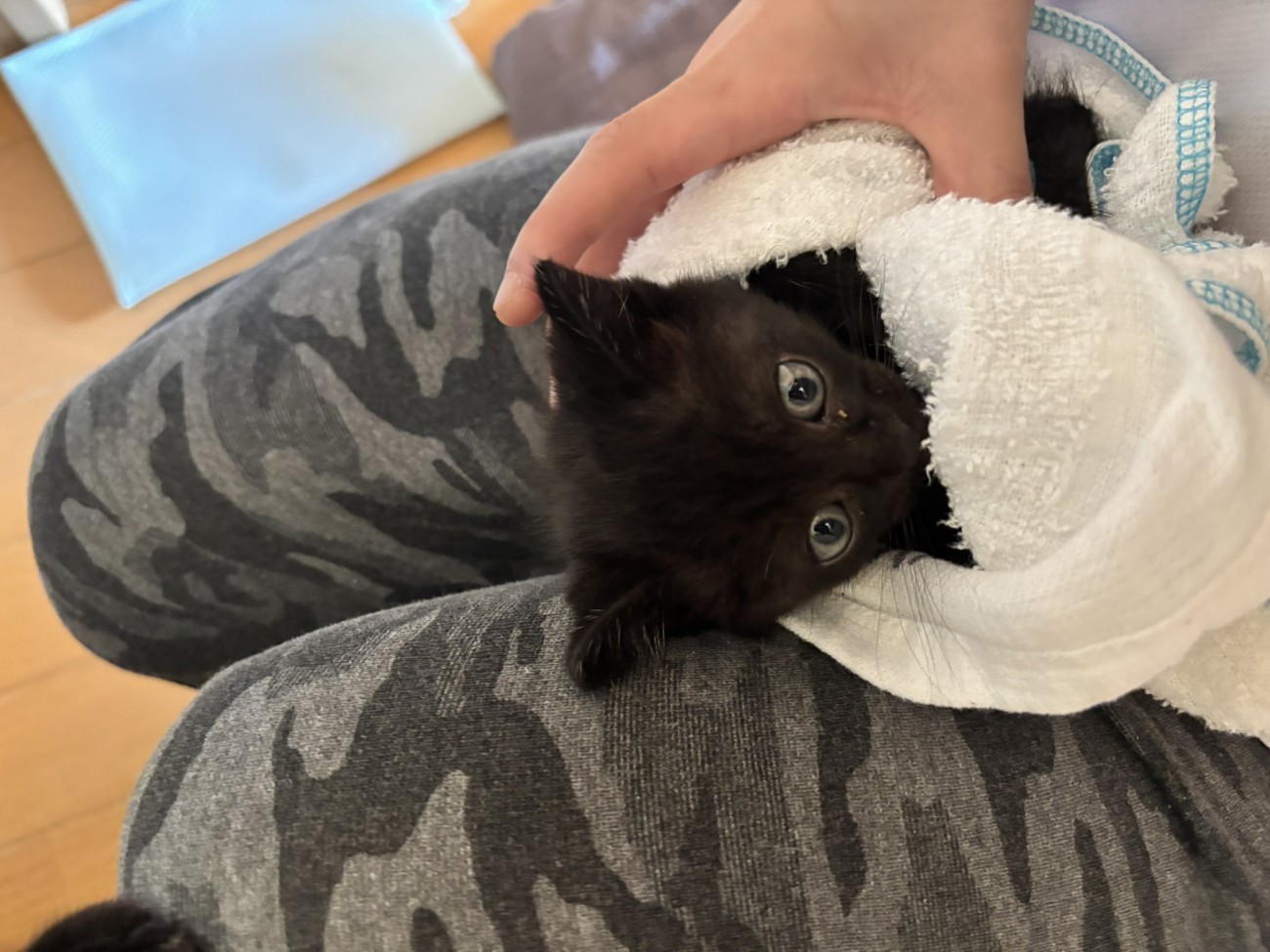 飼い主に抱き上げられる子猫
