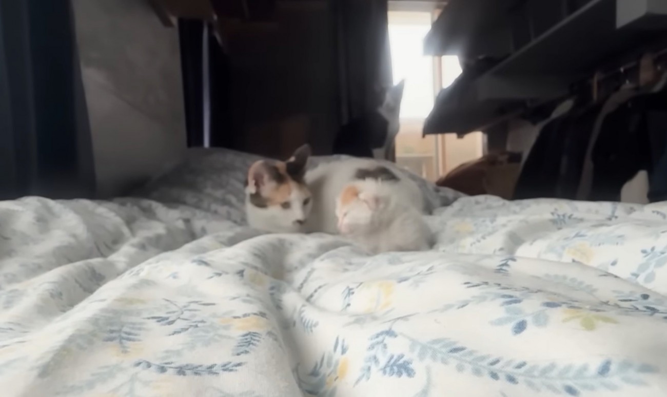 寄り添う猫と子猫