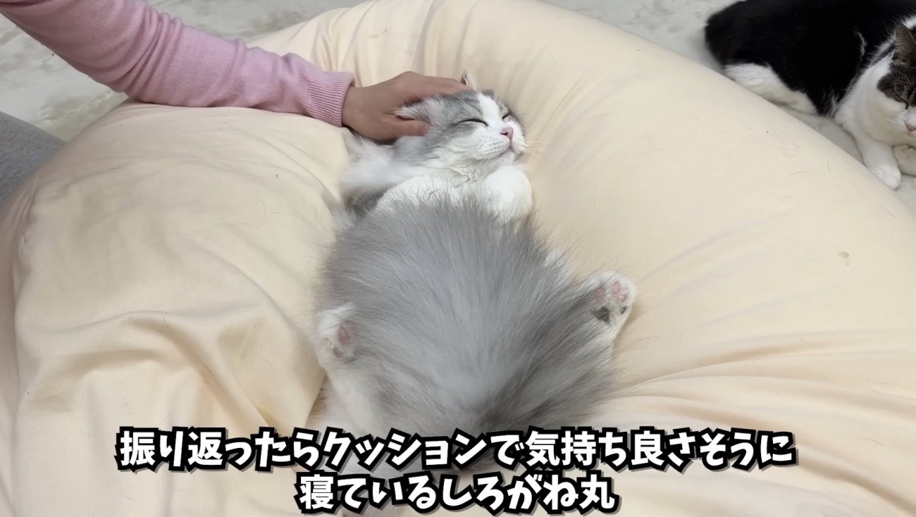 クッションに居るしろちゃん