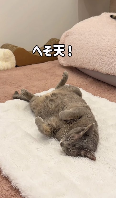 白いラグの上でへそ天している猫