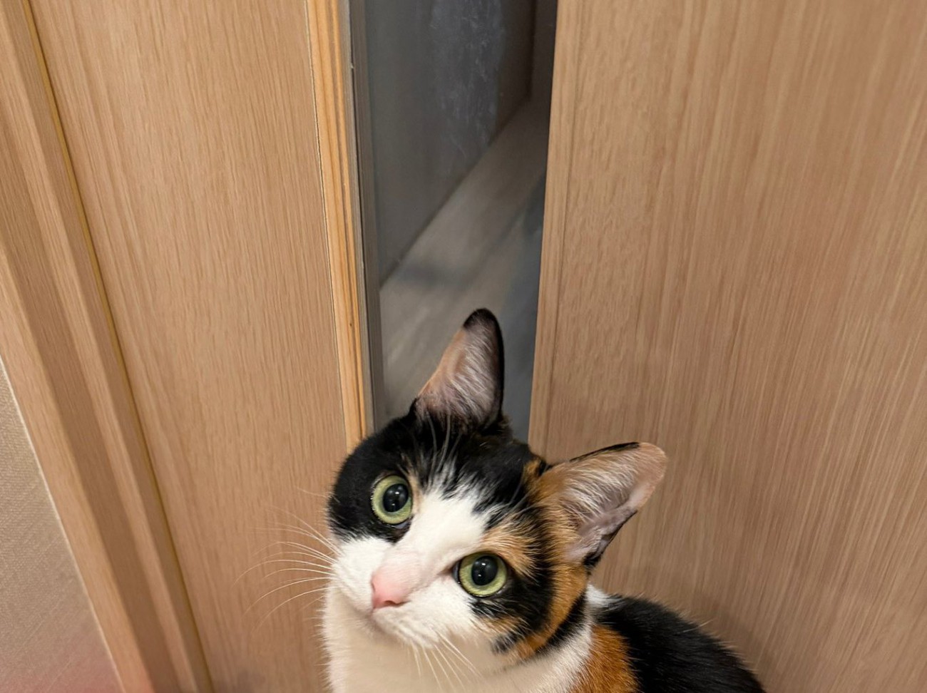 見上げるナツちゃん