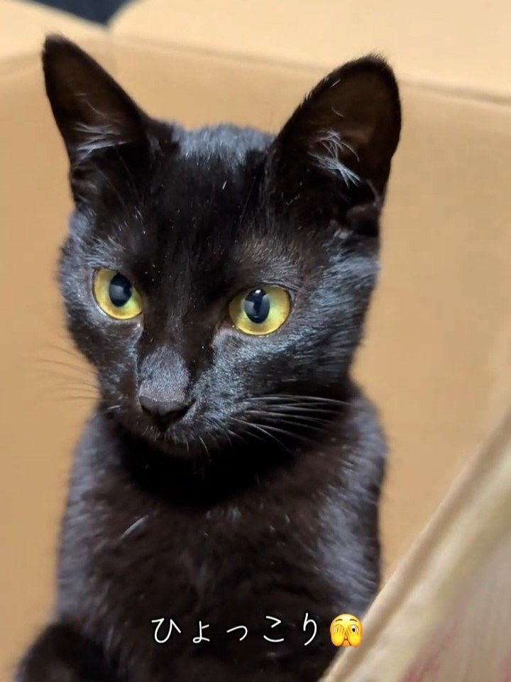 箱から顔を出す猫