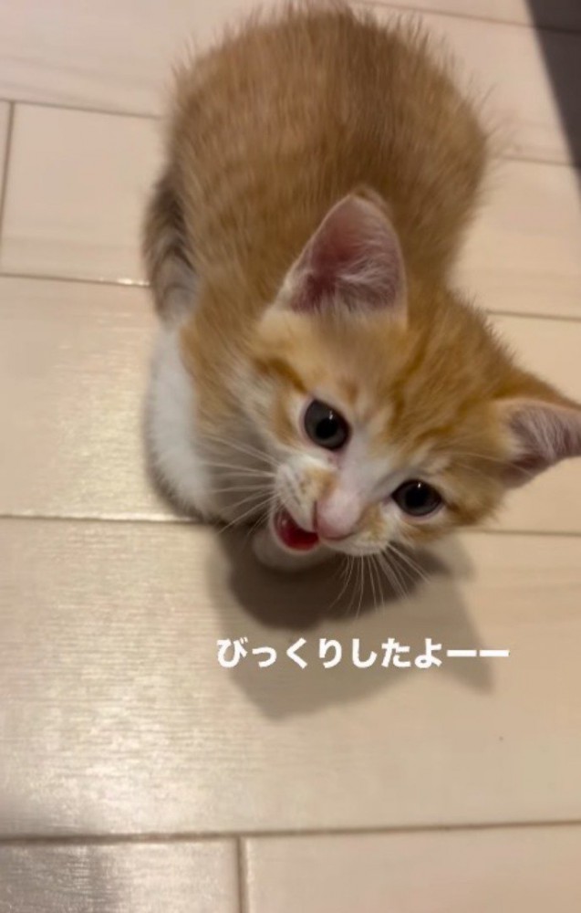 飼い主の足元に座って声をあげる子猫