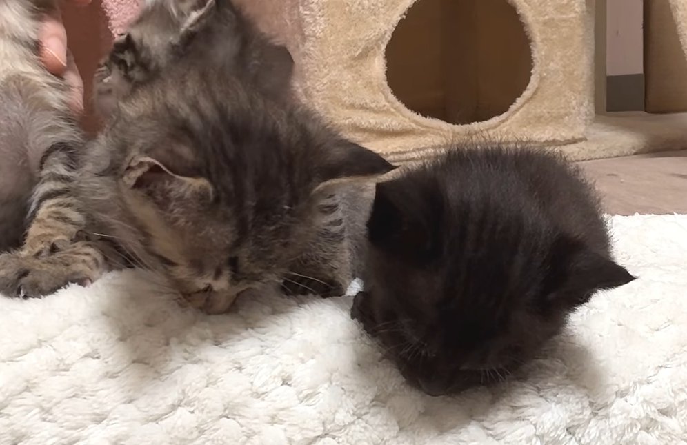 俯いて眠るキジトラと黒の子猫