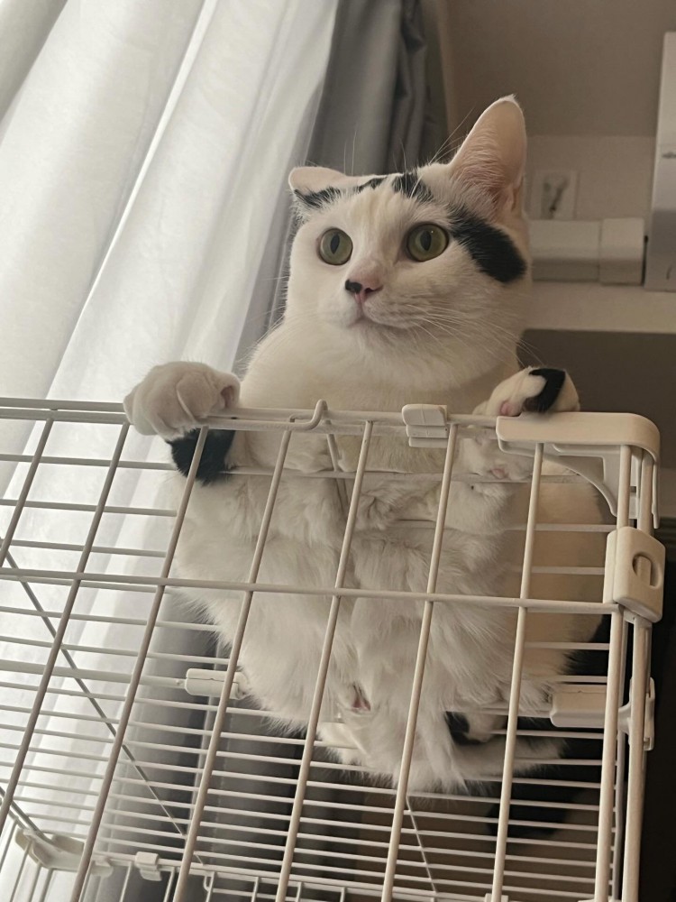 ケージの上に乗る猫