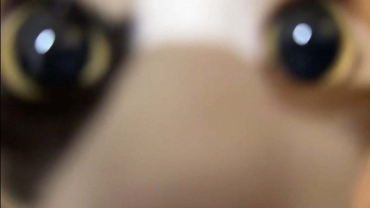 ベルちゃんのドアップ