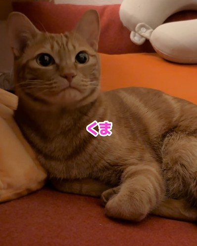 別の名前で呼ばれる猫