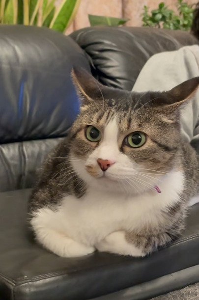 ソファに香箱座りする猫1